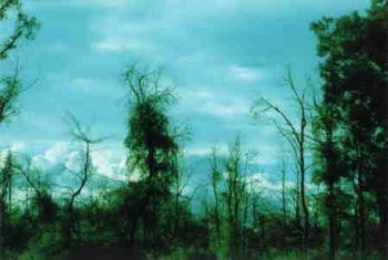 "Weird Trees"