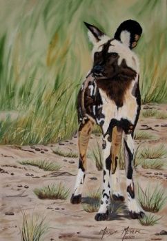 "Wild Dog"