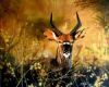 "Growing Up - Young Nyala"