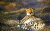 "Cheetah Bliss"