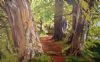 "Forest Path"