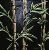 "Oriental bamboo"
