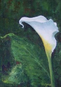 "Arum Lily"