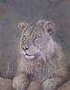 "Lion Resting"