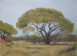 "Bushveld Tree"