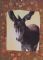 Donkey