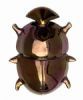 "Addo Flightless Dung Beetle"