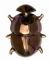 Addo Flightless Dung Beetle