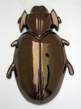 "Trox Horridus Beetle"