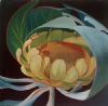 "Protea 1"