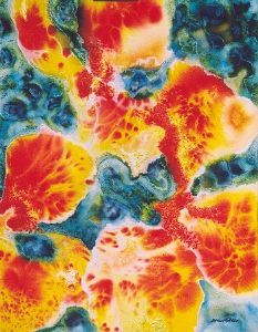 "Nymphae Solaris"