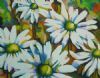 "Daisies in Colour"