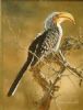 "Hornbill"