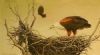 "Fish Eagle on Nest"