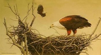 "Fish Eagle on Nest"