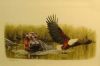 "Hippo & Fish Eagle"