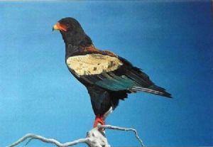 "Bateleur"