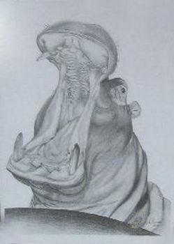 "Hippo"