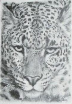 "Leopard Face"
