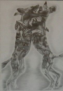 "Wild Dogs at Play"