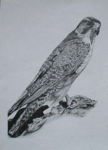 "Lanner Falcon"