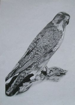 "Lanner Falcon"
