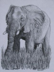 "Elephant"
