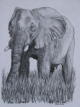 "Elephant"