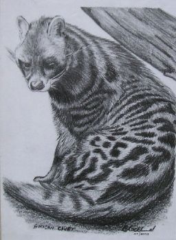 "African Civet"