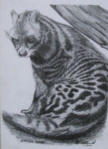 "African Civet"
