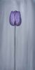 "Purple Tulip (Canvas 2 of 3)"