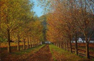 "Avenue of Trees, La Motte, Franschhoek"