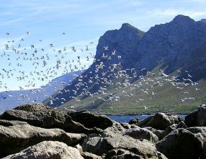 "Celebration of Terns"