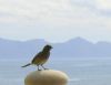 "Pebble Perch"