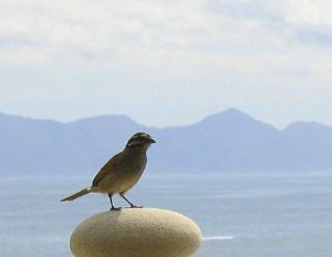 "Pebble Perch"