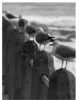 "Gulls in a Row"