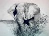"Plain Elephant"