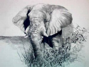 "Plain Elephant"