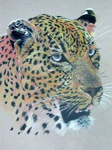 "Regal Stare"