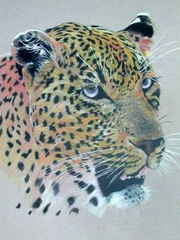 "Regal Stare"