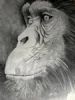 "Ngamba Island resident"