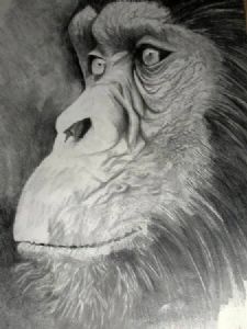 "Ngamba Island resident"