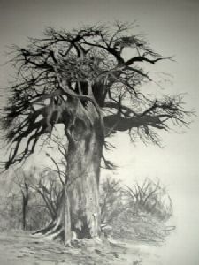 "Botswana Baobab"