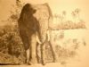 "Elephantback encounter"