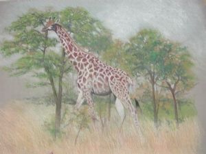 "Ship of the Savannah"