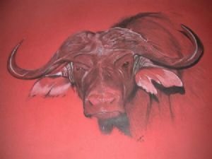 "Buffalo in Red"