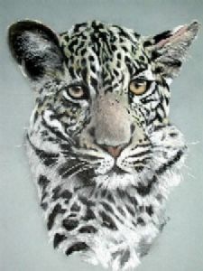 "Regal Stare 1"