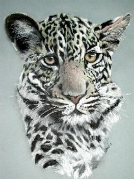 "Regal Stare 1"