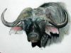 "Cape Buffalo 2"