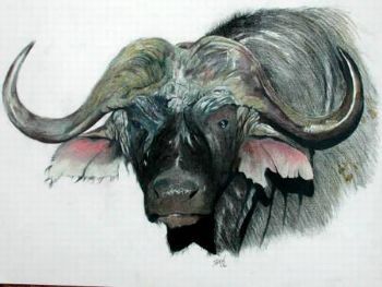 "Cape Buffalo 2"